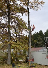 Fälllung-Seilklettertechnik